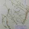 Fotografia de herbário 1 da espécie Fumaria capreolata no Jardim Botânico UTAD