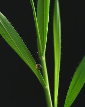 Fotografia 11 da espécie Brachypodium distachyon no Jardim Botânico UTAD