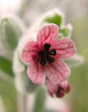 Fotografia 9 da espécie Cynoglossum cheirifolium no Jardim Botânico UTAD