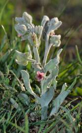 Fotografia da espécie Cynoglossum cheirifolium