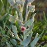 Fotografia 10 da espécie Cynoglossum cheirifolium do Jardim Botânico UTAD