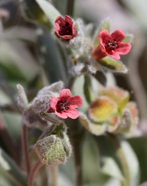 Fotografia 11 da espécie Cynoglossum cheirifolium no Jardim Botânico UTAD