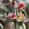 Fotografia 11 da espécie Cynoglossum cheirifolium do Jardim Botânico UTAD