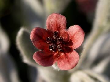 Fotografia da espécie Cynoglossum cheirifolium