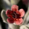 Fotografia 12 da espécie Cynoglossum cheirifolium do Jardim Botânico UTAD