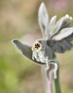 Fotografia 13 da espécie Cynoglossum cheirifolium no Jardim Botânico UTAD