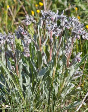 Fotografia 14 da espécie Cynoglossum cheirifolium no Jardim Botânico UTAD