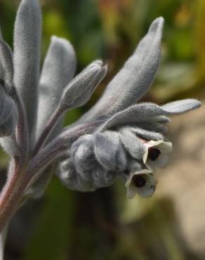 Fotografia 16 da espécie Cynoglossum cheirifolium no Jardim Botânico UTAD