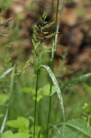 Fotografia da espécie Poa trivialis subesp. trivialis