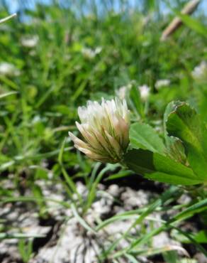 Fotografia 12 da espécie Trifolium michelianum no Jardim Botânico UTAD