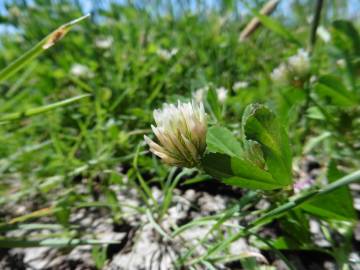 Fotografia da espécie Trifolium michelianum