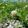 Fotografia 12 da espécie Trifolium michelianum do Jardim Botânico UTAD