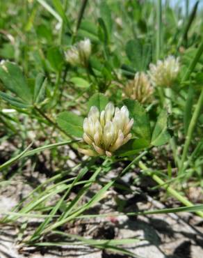 Fotografia 13 da espécie Trifolium michelianum no Jardim Botânico UTAD