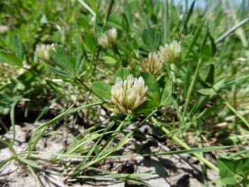 Fotografia da espécie Trifolium michelianum