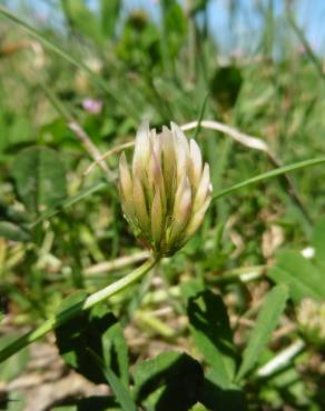 Fotografia 14 da espécie Trifolium michelianum no Jardim Botânico UTAD