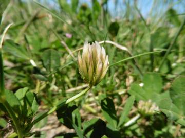 Fotografia da espécie Trifolium michelianum