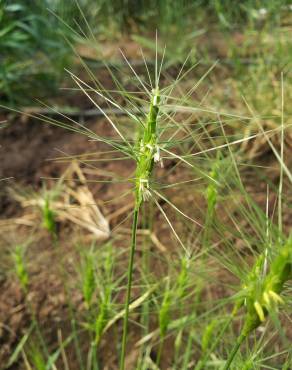 Fotografia 9 da espécie Aegilops neglecta no Jardim Botânico UTAD