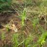 Fotografia 9 da espécie Aegilops neglecta do Jardim Botânico UTAD