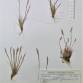 Fotografia 3 de herbário da espécie Corynephorus canescens no Jardim Botânico UTAD
