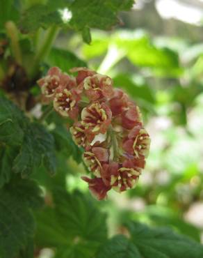 Fotografia 1 da espécie Ribes petraeum no Jardim Botânico UTAD