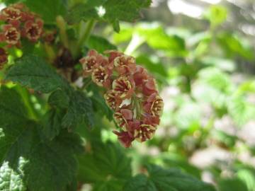Fotografia da espécie Ribes petraeum