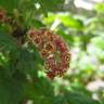 Fotografia 1 da espécie Ribes petraeum do Jardim Botânico UTAD