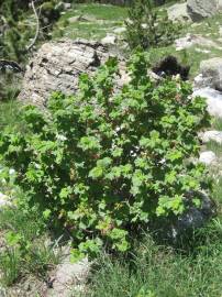 Fotografia da espécie Ribes petraeum