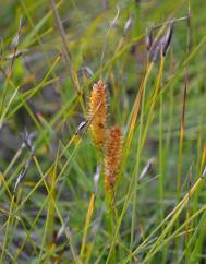 Carex rostrata