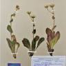 Fotografia de herbário 1 da espécie Hieracium pseudocerinthe no Jardim Botânico UTAD