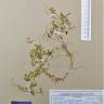 Fotografia de herbário 1 da espécie Lythrum portula no Jardim Botânico UTAD