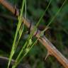 Fotografia 4 da espécie Carex distachya do Jardim Botânico UTAD