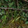 Fotografia 5 da espécie Carex distachya do Jardim Botânico UTAD