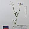 Fotografia de herbário 1 da espécie Centaurea cyanus no Jardim Botânico UTAD