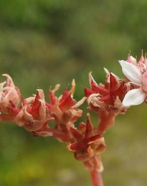 Fotografia 16 da espécie Sedum anglicum no Jardim Botânico UTAD