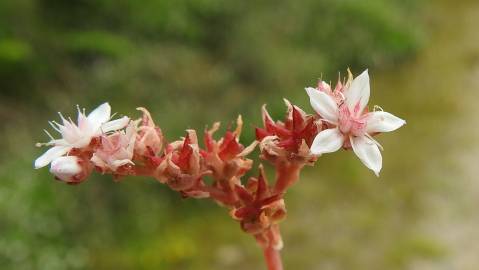 Fotografia da espécie Sedum anglicum