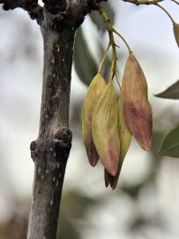 Fotografia da espécie Fraxinus angustifolia subesp. angustifolia