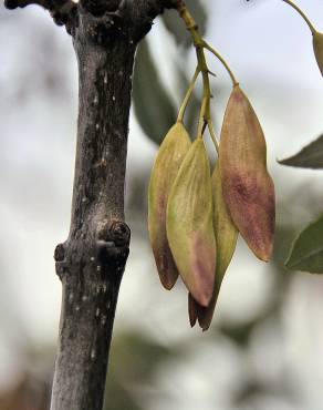 Fotografia 10 da espécie Fraxinus angustifolia subesp. angustifolia no Jardim Botânico UTAD