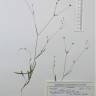 Fotografia de herbário 1 da espécie Bupleurum gerardi no Jardim Botânico UTAD