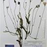 Fotografia de herbário 1 da espécie Reichardia picroides no Jardim Botânico UTAD