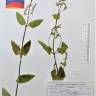 Fotografia de herbário 1 da espécie Teucrium scorodonia no Jardim Botânico UTAD