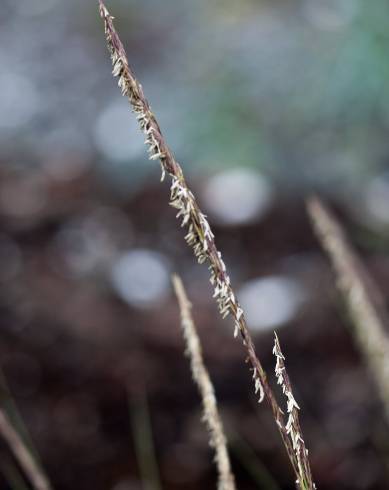 Fotografia de capa Sporobolus montevidensis - do Jardim Botânico