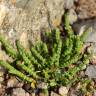 Fotografia 1 da espécie Valantia hispida do Jardim Botânico UTAD