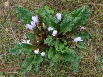 Fotografia da espécie Mandragora autumnalis