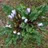 Fotografia 1 da espécie Mandragora autumnalis do Jardim Botânico UTAD