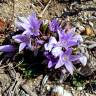 Fotografia 10 da espécie Mandragora autumnalis do Jardim Botânico UTAD