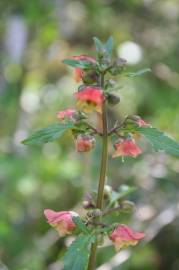 Fotografia da espécie Scrophularia sambucifolia subesp. sambucifolia