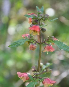 Fotografia 6 da espécie Scrophularia sambucifolia subesp. sambucifolia no Jardim Botânico UTAD