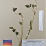 Fotografia de herbário 1 da espécie Trifolium pratense no Jardim Botânico UTAD