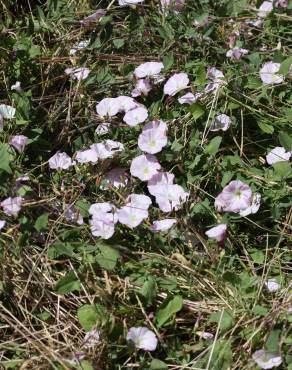 Fotografia 13 da espécie Convolvulus arvensis var. arvensis no Jardim Botânico UTAD