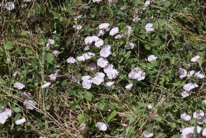 Fotografia da espécie Convolvulus arvensis var. arvensis